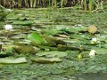 Tisza-to novenyvilaga1
